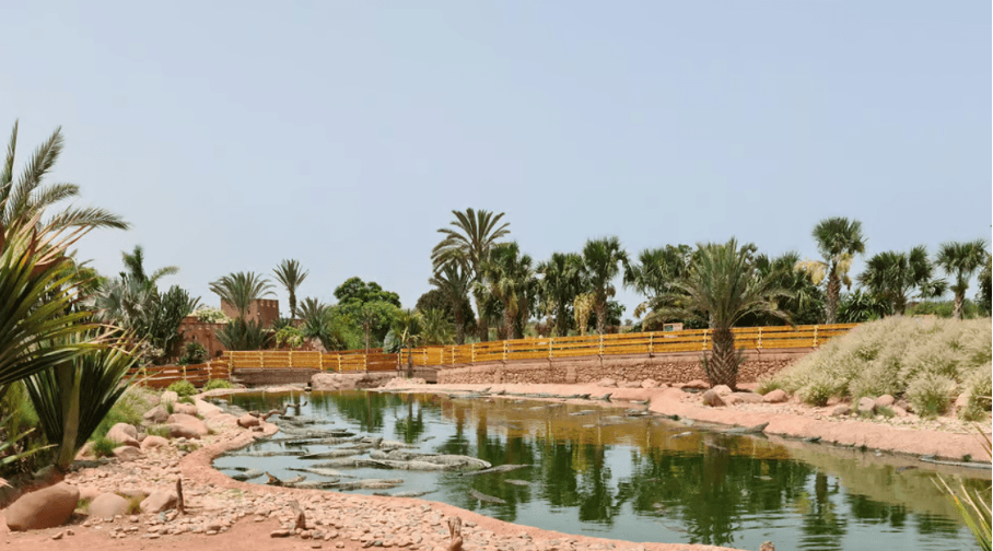 Crocodile au Crocoparc